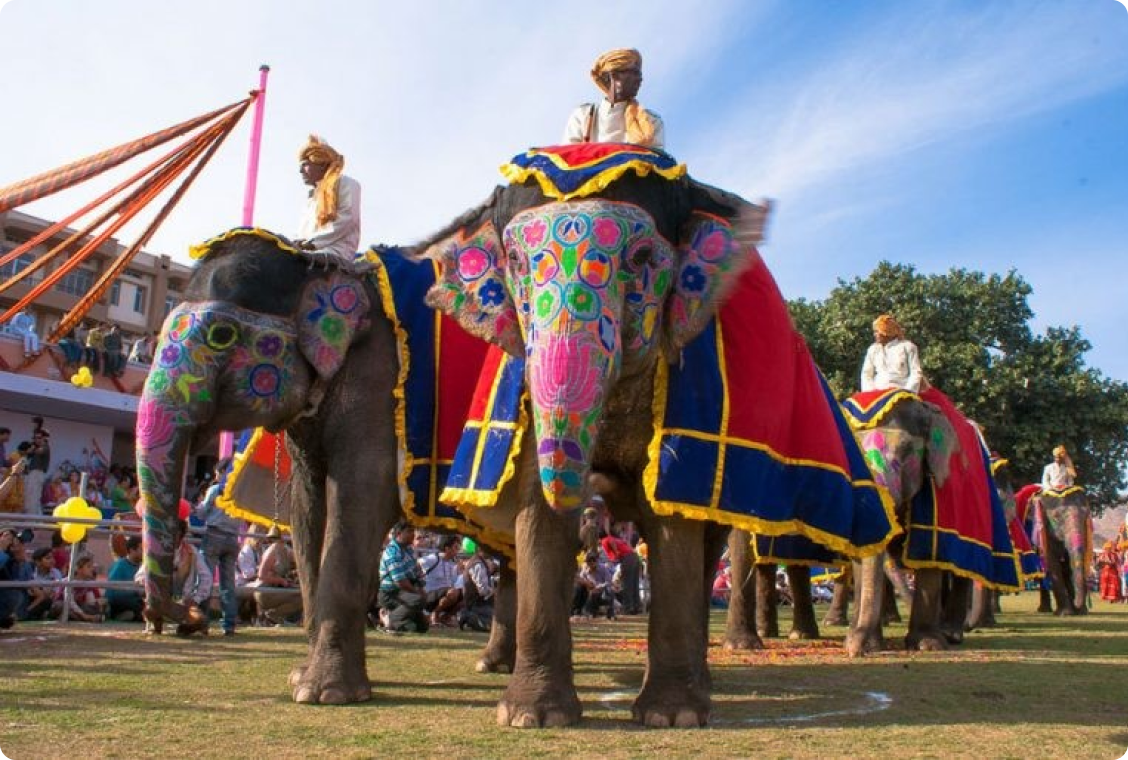 jaipur-elephant 3