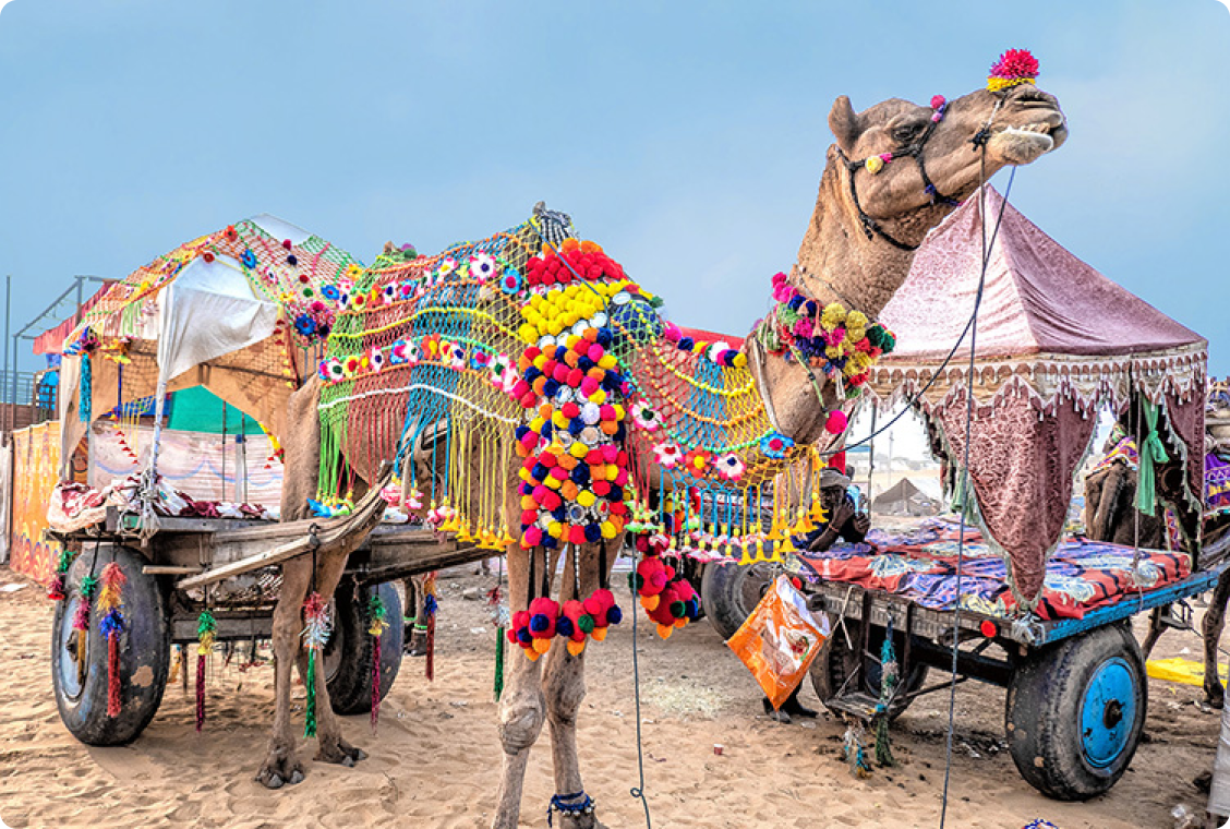 pushkar-camel 2
