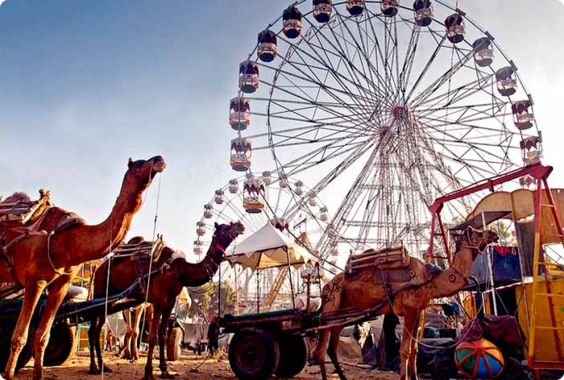 pushkar-camel 3